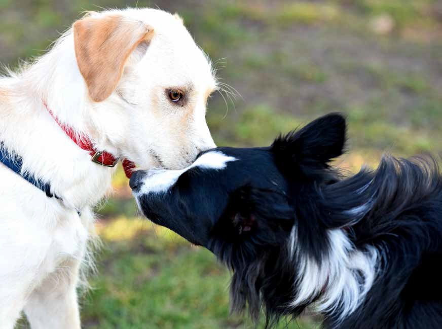 Uomo e cane: dalla mente al cuore