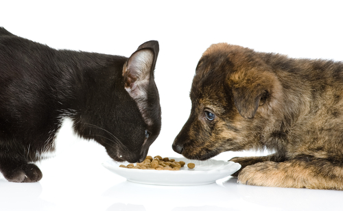 alimentazione cane gatto