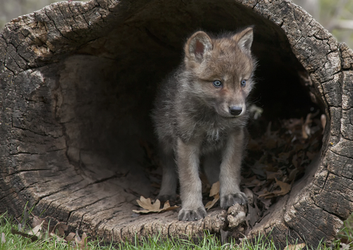 L'ultimo lupo: droni e cuccioli