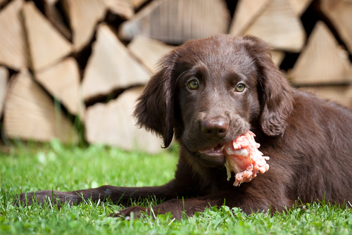 Aiuto, il mio cane mangia proprio tutto!