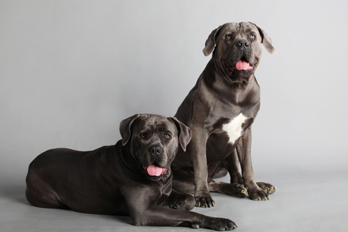 Cane Corso: antichissimo compagno