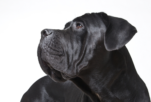 Cane Corso: identikit di un amico fedele