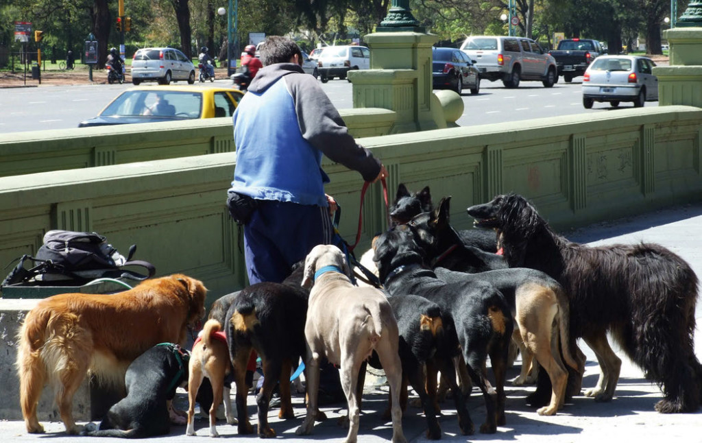 Nasce il collaboratore cinofilo al servizio della famiglia umano-canina.