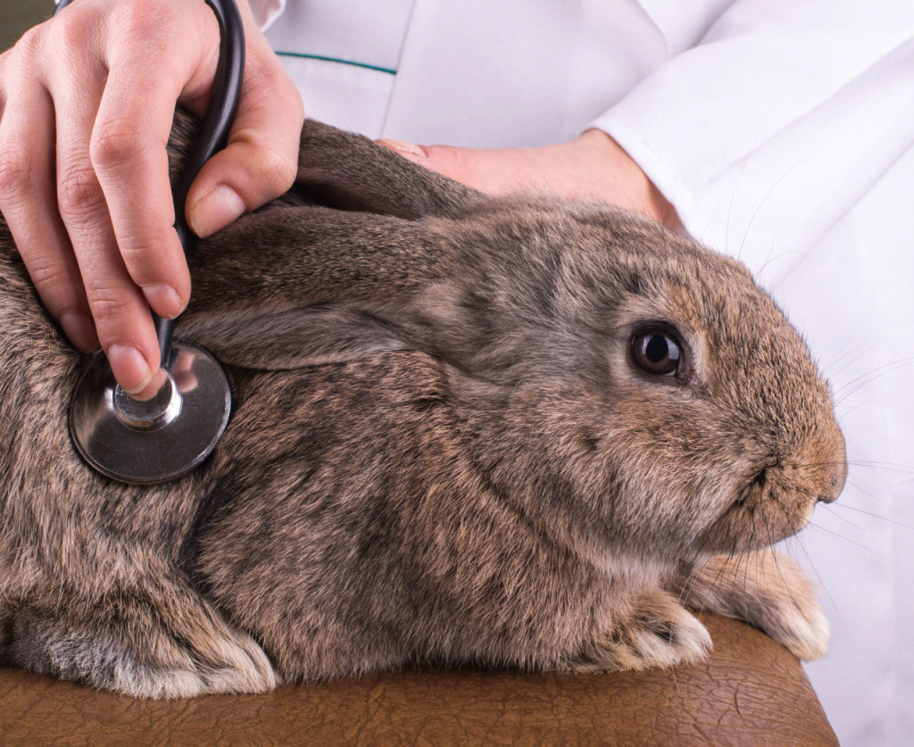 Portare il coniglio dal veterinario