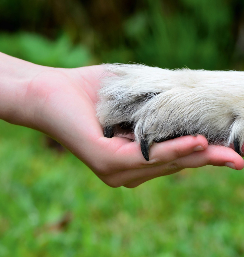 L’importanza dell’apprendimento per il cane