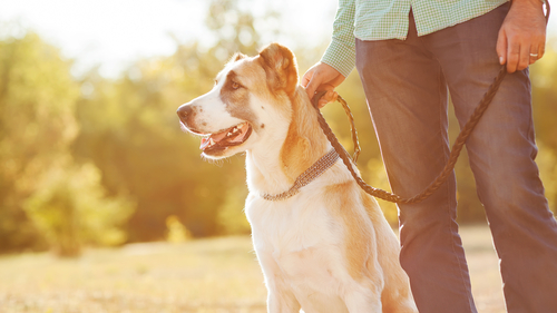 In vacanza senza Fido? Scegli bene il dog sitter!