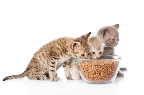 La pappa: quanto deve mangiare?