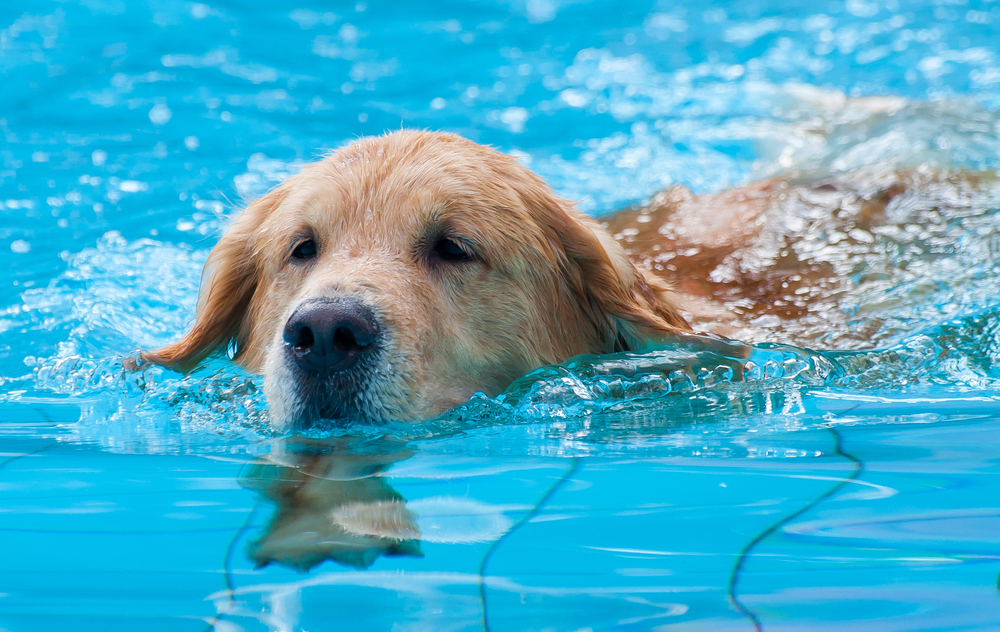 Salvataggio a Venezia, grazie a un Pitbull e un Golden retriver