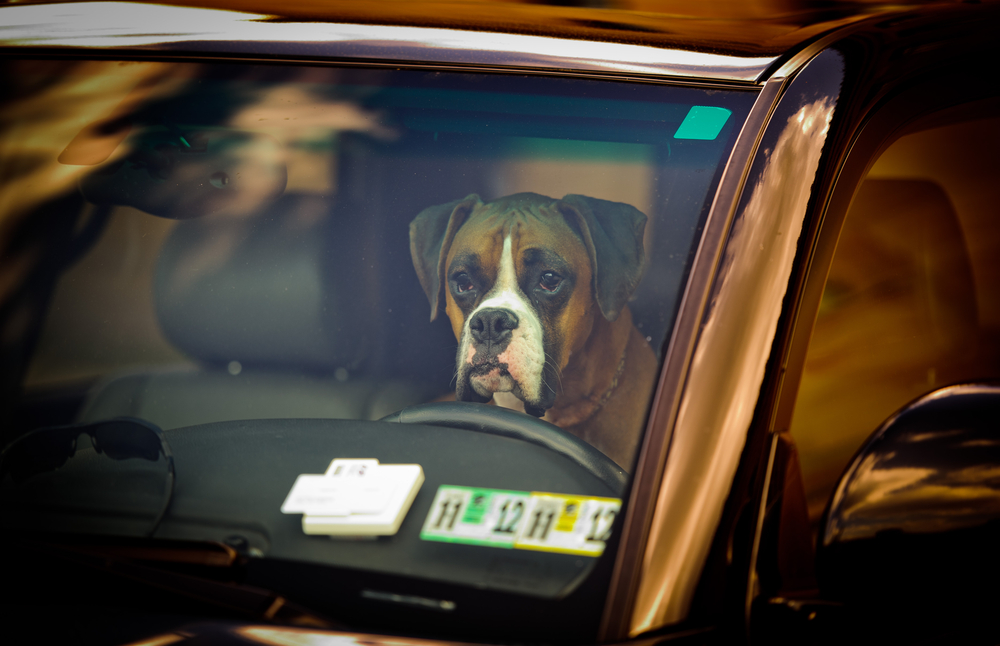 Carabiniere salva cane abbandonato in auto e poi lo adotta
