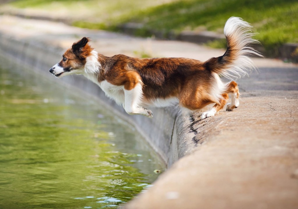 In salute con Fido, in modo divertente