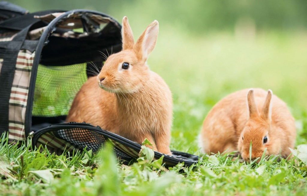 In viaggio con il coniglio: 11 consigli pratici