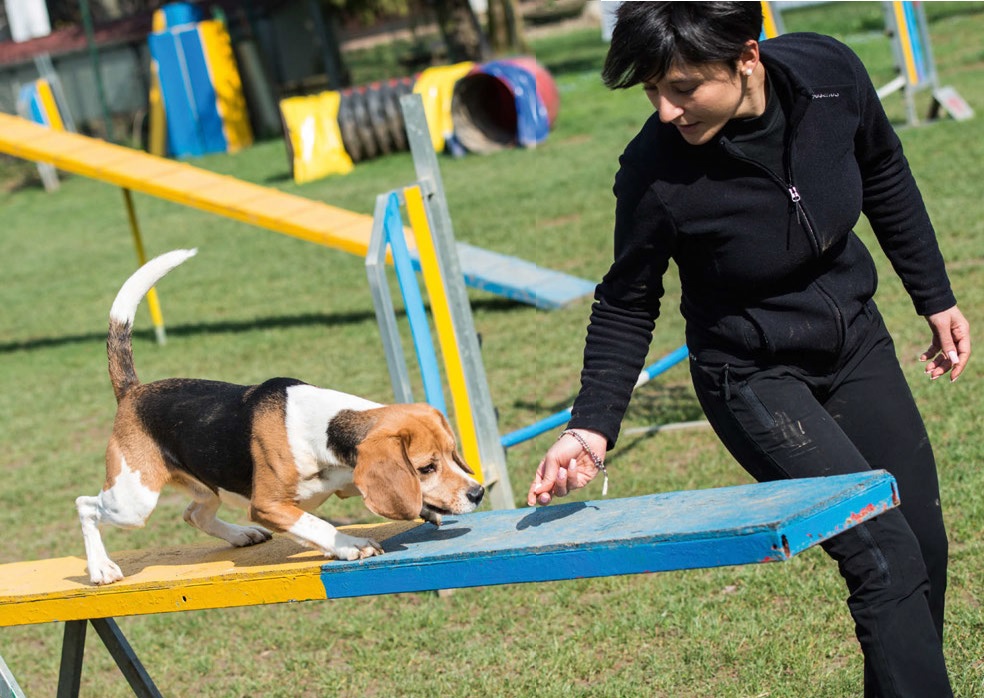 Puppy, il Beagle campione di agility