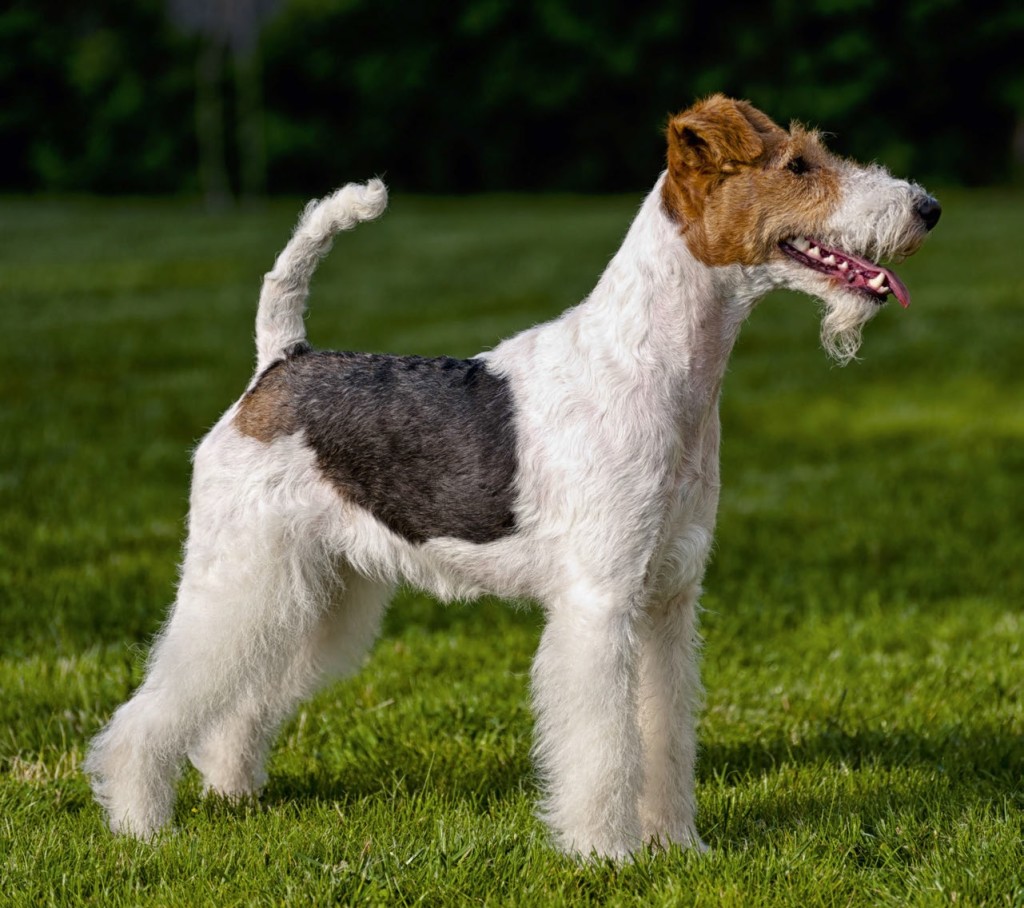 Vivere con un Fox Terrier, che avventura!