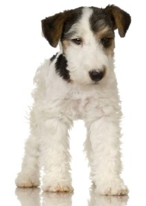 Fox-Terrier-2