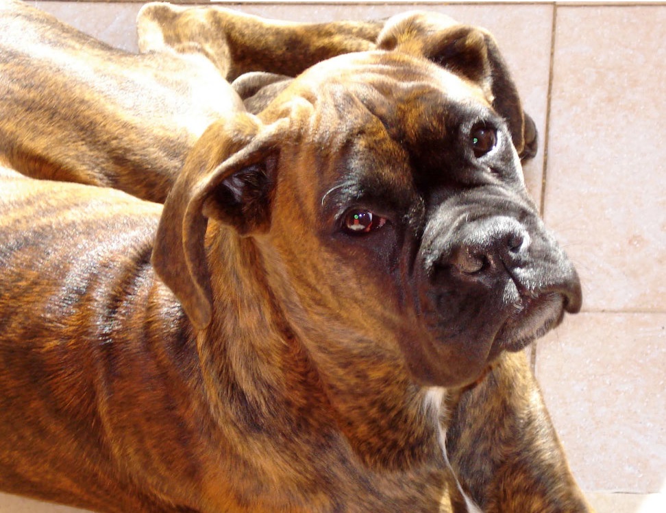 Greta, una boxer sopravvissuta con amore