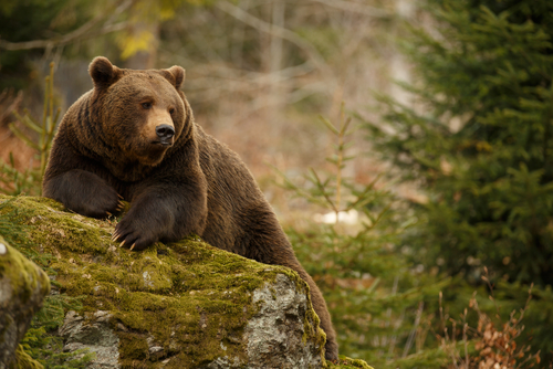 Ciao Bell: si è spenta la più vecchia orsa d'Europa