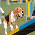 Puppy, il Beagle campione di agility