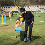 Puppy, il Beagle campione di agility