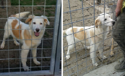 Adozione cane: Rocky cucciolo invisibile