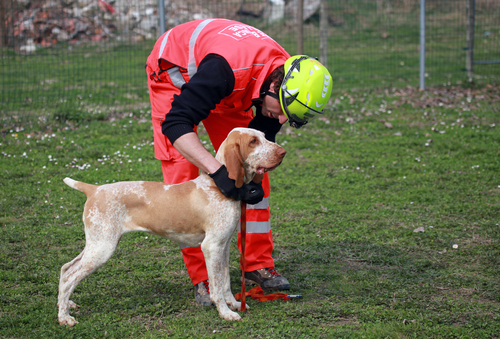I Vigili del fuoco salvano un cane caduto in un fosso