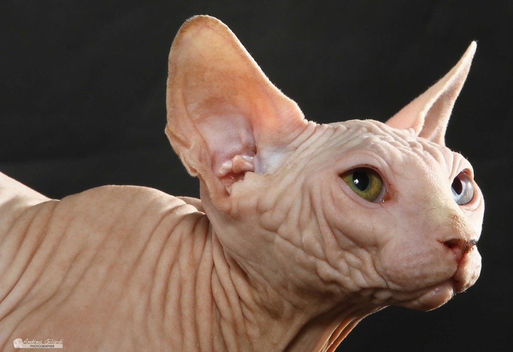 Sphynx: “Cani” che fanno le fusa