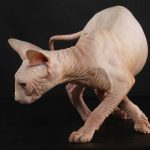 Sphynx (2)