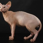 Sphynx (3)