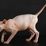 Sphynx (4)