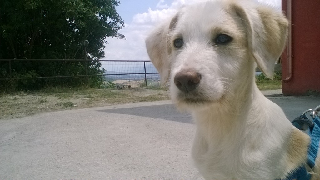 Adozione cane: Lucky, cucciolo di tre mesi