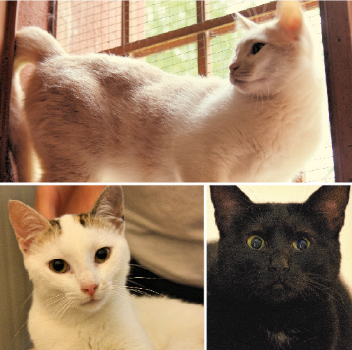 Adozione gatto: Clementino, Lucina e Mercoledì
