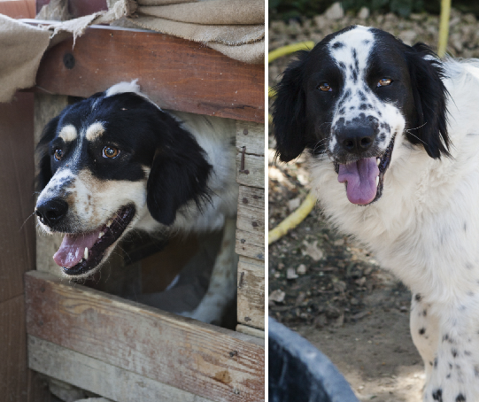 Adozione cane: Luna e Stella non sperano più