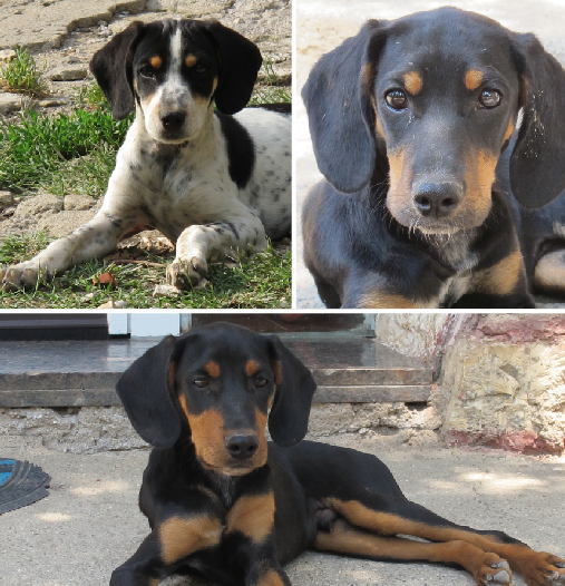 adozione cane: Rash, Roy e Rory, cuccioli sfortunati