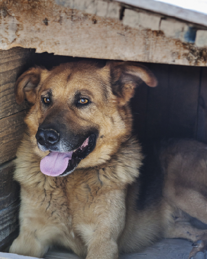 Adozione cane: Rhum cerca casa