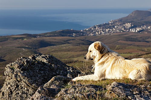 I Vigili del fuoco di La Spezia salvano un uomo e il suo cane