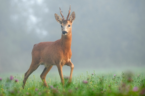 I centri di soccorso per la fauna selvatica sono a rischio