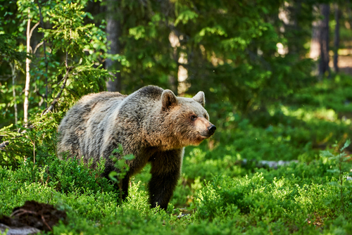 Ci sono gli orsi? "Le regole esistono" dice il WWF