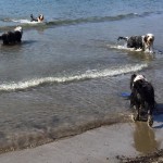 A ottobre i Bearded Collie festeggiano in spiaggia