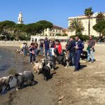 A ottobre i Bearded Collie festeggiano in spiaggia