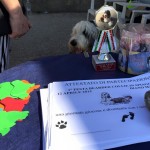 A ottobre i Bearded Collie festeggiano in spiaggia