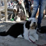 A ottobre i Bearded Collie festeggiano in spiaggia