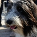 A ottobre i Bearded Collie festeggiano in spiaggia