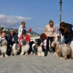 A ottobre i Bearded Collie festeggiano in spiaggia