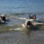 A ottobre i Bearded Collie festeggiano in spiaggia