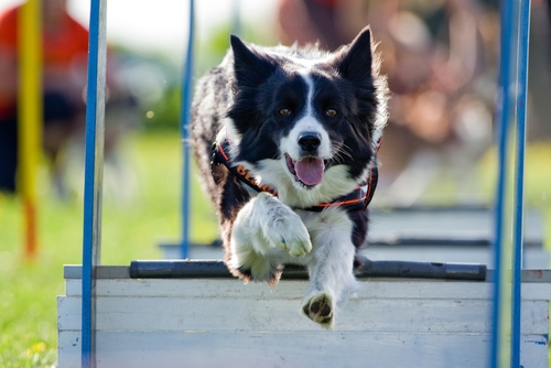 Dall'8 ottobre il Campionato Mondiale di Agility: a Bologna!