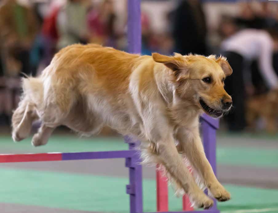 Agility: termini e categorie