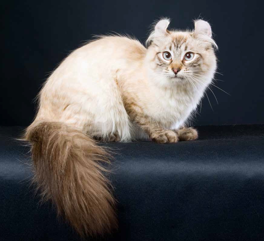 American Curl: irresistibili coccoloni