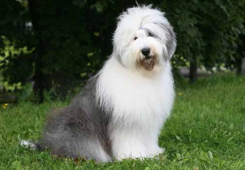 Bobtail: vivere con un country gentledog