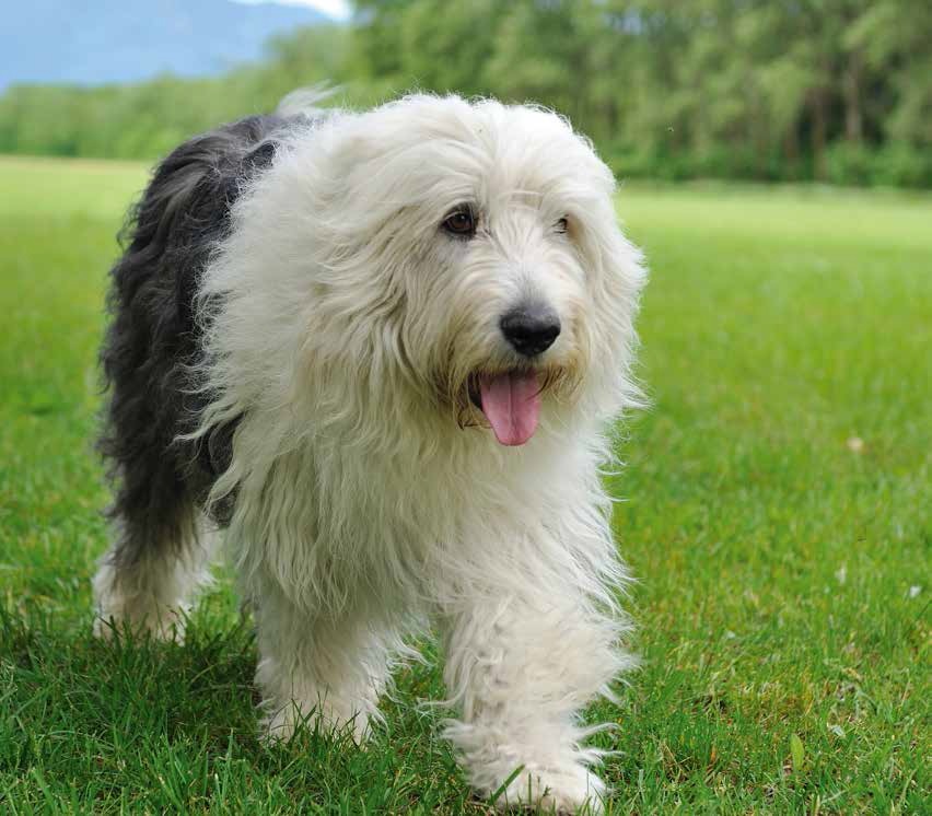 Placido peluche, adorabile Bobtail