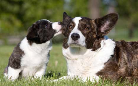 Corgi: una storia antica