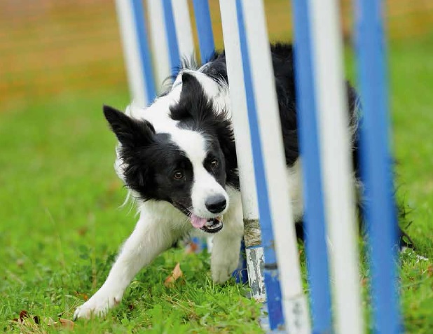 Le doti naturali del tuo cane